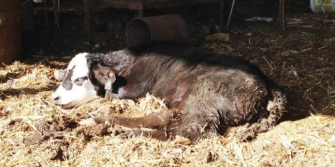 Šta učiniti ako telad klevetaju: lijekovi i narodni lijekovi